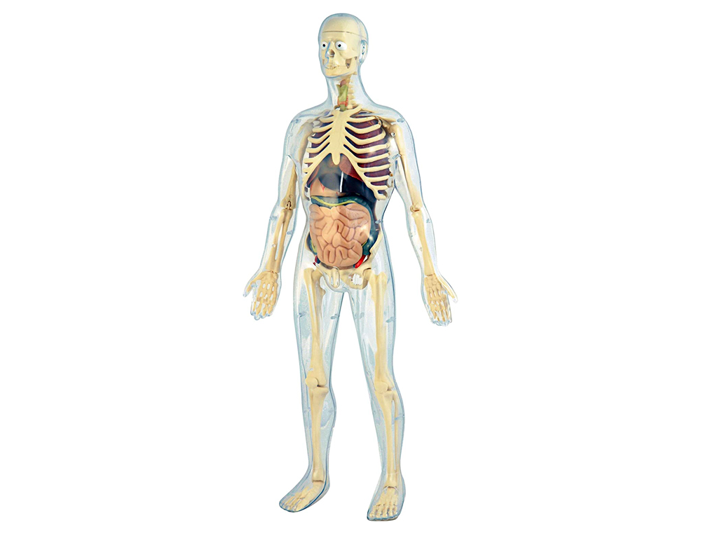 JEU MINILAND ANATOMIE HUMAINE 45 PI’ÈCES 56CM
